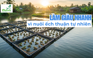 Cùng sống xanh số 155: Anh nông dân làm giàu từ… 8 cặp ếch nhờ nuôi thuận tự nhiên
