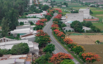 Con đường phượng vĩ đỏ rực dài hơn 3 km ở miền Tây