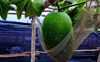 Bí đao khổng lồ 'nằm võng' giữa đảo Cù Lao Xanh
