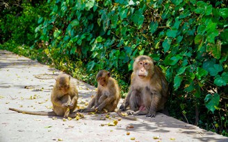 Khám phá 'đảo khỉ' giữa cánh rừng ngập mặn Cù Lao Dung