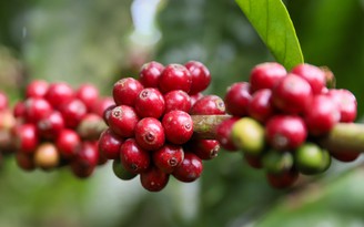 Cú sốc giá cà phê