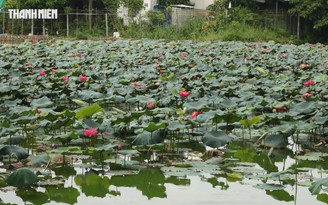 Hồ sen nở rộ giữa công viên ở Đồng Nai, người dân rủ nhau dạo mát mỗi sáng