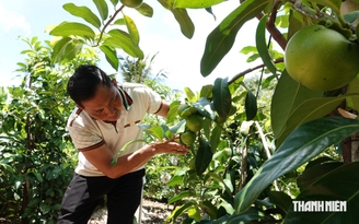 Trồng hồng sô cô la trên đất cồn, nông dân thu lãi 700 triệu đồng/năm