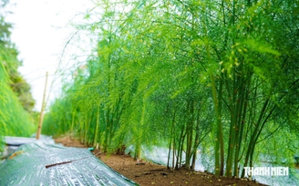 Trồng măng tây trên vùng cát ven biển, nông dân có tiền 'rủng rỉnh' mỗi ngày