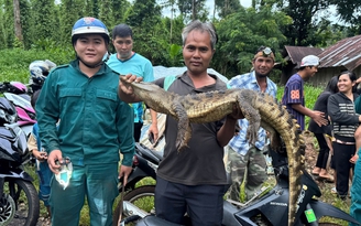 Đồng Nai: Đã bắt cá sấu hơn 10 kg dưới suối sau hơn 20 ngày truy tìm