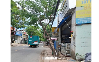 Nguy cơ cây xanh bật gốc, ngã đổ trong mùa mưa
