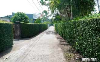 Lạ mắt những 'bức tường xanh' bằng cây duối ở quê hương Đào Tấn