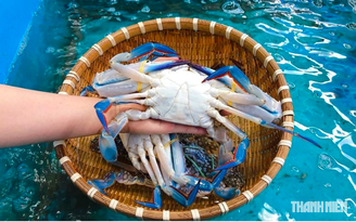 Vì sao xuất khẩu cua ghẹ tăng cao đột biến?