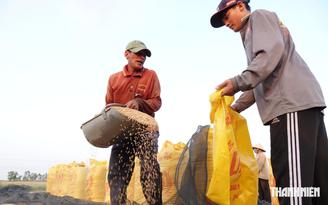 Khách mua gạo Việt Nam mở toang cửa nhập khẩu để ứng phó siêu El Nino