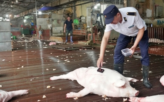 Hà Nội xóa điểm giết mổ nhỏ lẻ, ‘bước ngoặt’ xây dựng chuỗi thực phẩm an toàn Hà Nội xóa điểm giết mổ nhỏ lẻ, ‘bước ngoặt’ xây dựng chuỗi thực phẩm an toàn