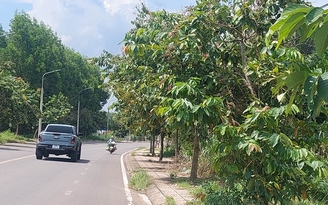 Cây xanh che khuất tầm nhìn Cây xanh che khuất tầm nhìn