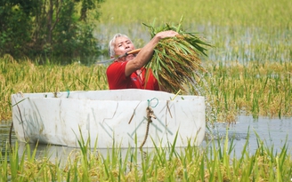 Dầm mình trong nước vớt vát từng bông lúa sau mưa lũ