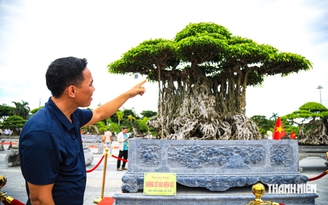 Chiêm ngưỡng cây sanh hơn 100 năm ở Quảng Ngãi được định giá khoảng 2 triệu USD