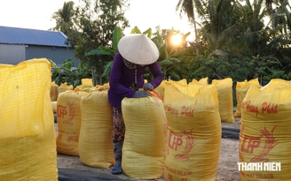 Giá gạo Việt Nam chạm đáy dù nhu cầu nhập khẩu tăng, vì sao?