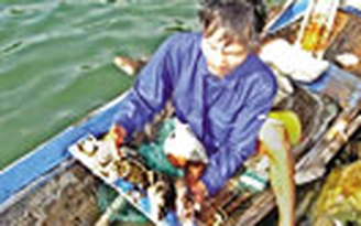 Cá mú chết hàng loạt