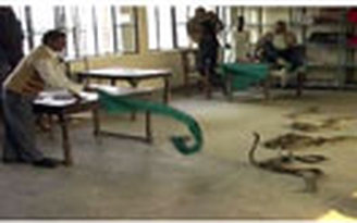 Thả rắn vào trụ sở chính quyền