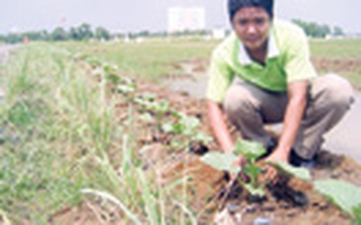 Rau trên đất dự án