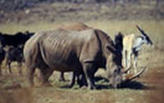 23 con tê giác bị giết hại ở Zimbabwe