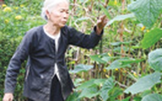 Đưa con đi hết đường đời