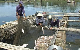 10 tấn cá chết trên sông La Ngà