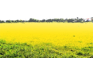 Nhớ đồng