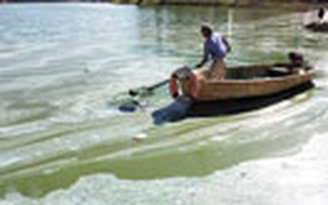 Hồ Xuân Hương bốc mùi