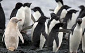 Phát hiện chim cánh cụt trắng cực quý