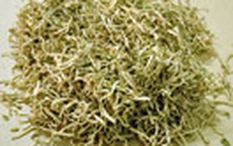 Sốt xuất huyết