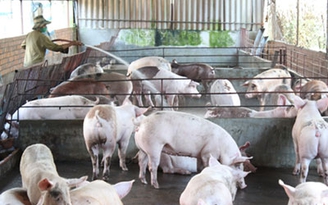 Bất cập vùng chăn nuôi tập trung