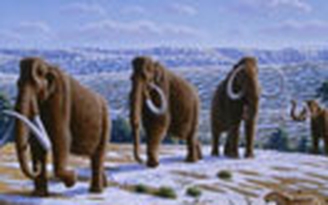 Tìm thấy xác voi ma mút ở Siberia