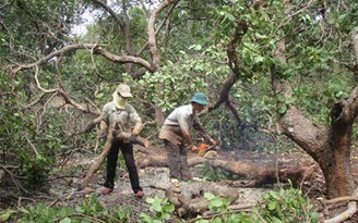 Ca cao “cứu” cây điều