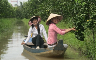 Cam sành rớt giá