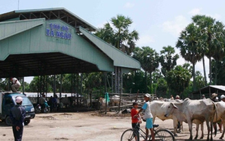 Chợ bò lớn nhất miền Tây