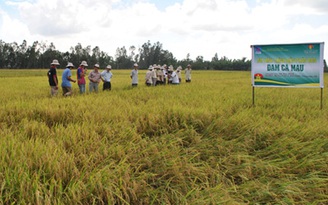 Đạm Cà Mau đồng hành cùng nông dân