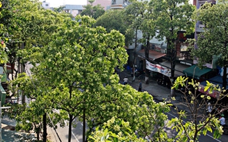 Bịt mũi vì hoa sữa