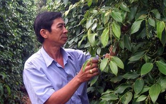 Cơ hội cho hồ tiêu Phú Quốc