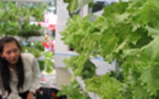 Công nghệ trồng rau sạch cho nhà phố hút khách