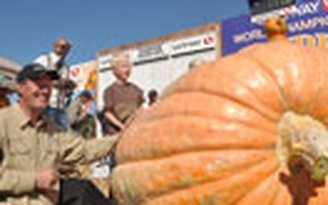 Quả bí ngô 805 kg