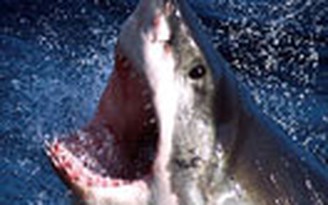 Cá mập liên tục tấn công người tại California