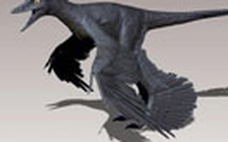 Loài khủng long săn mồi có bốn cánh
