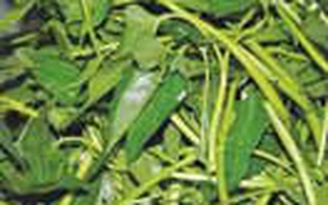 Rau muống trị bệnh