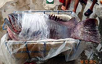 Cá lớn liên tục xuất hiện tại Cù Lao Chàm