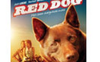Vĩnh biệt “Chó Đỏ” Koko của Úc