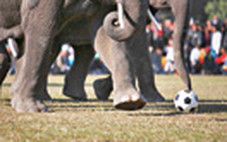 Voi đá bóng