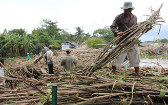 Cơ chế quản lý mía đường quá lạc hậu