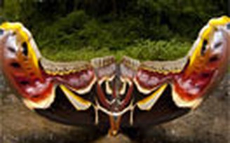 “Bướm khổng lồ” được phát hiện tại Malaysia