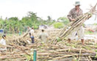 Đường thừa, vẫn xin nhập khẩu