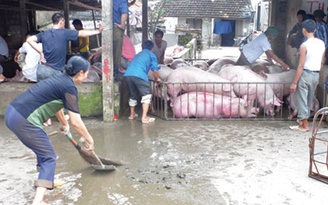 Cơ hội chấn chỉnh ngành chăn nuôi