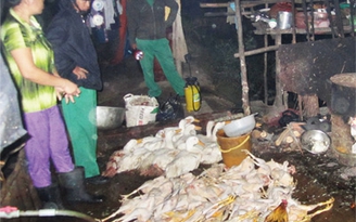 Ngành giết mổ sạch điêu đứng