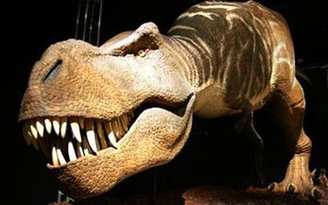 Khủng long T.rex "táp mạnh" nhất thế giới